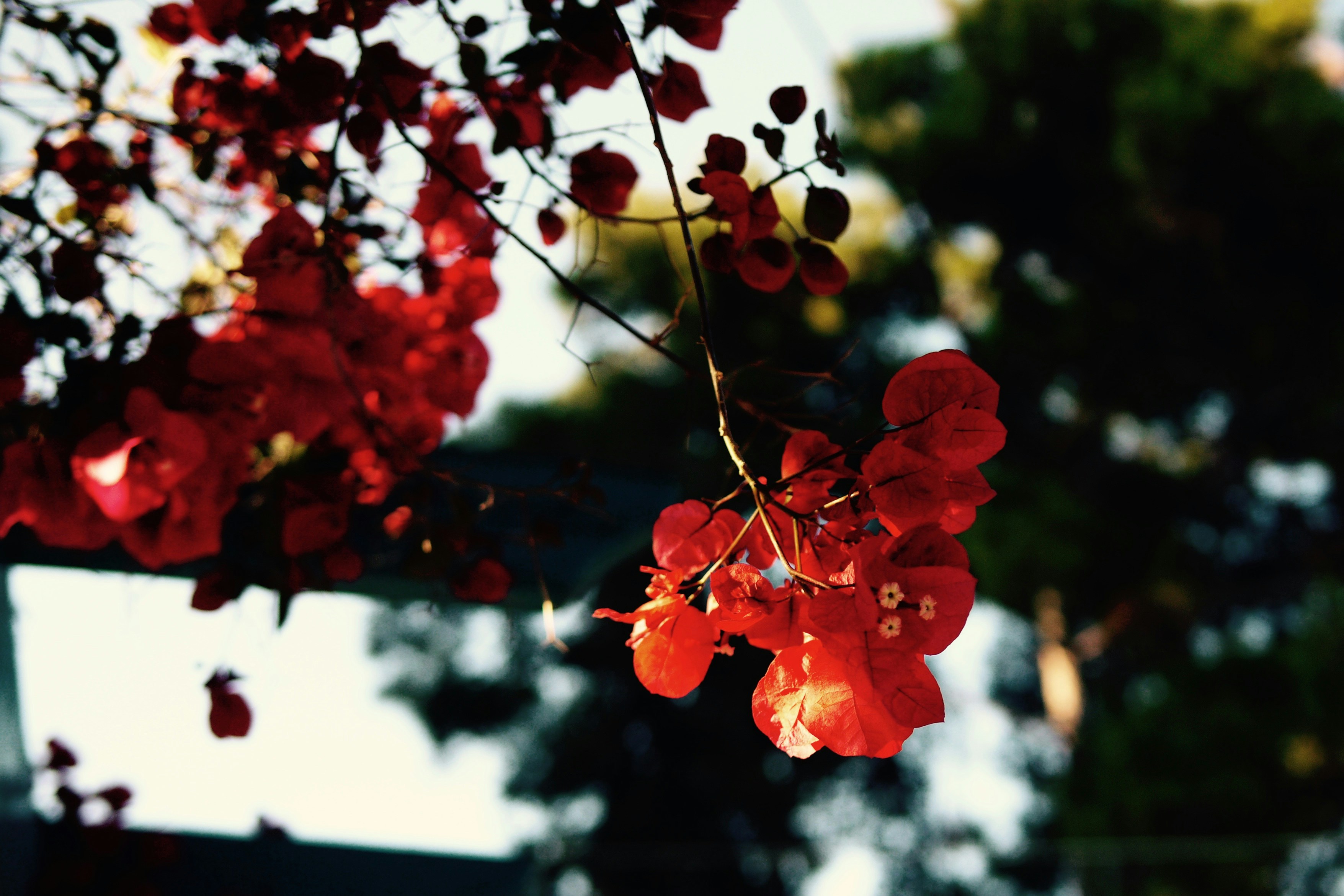 Free Unsplash photo from Craig Smith