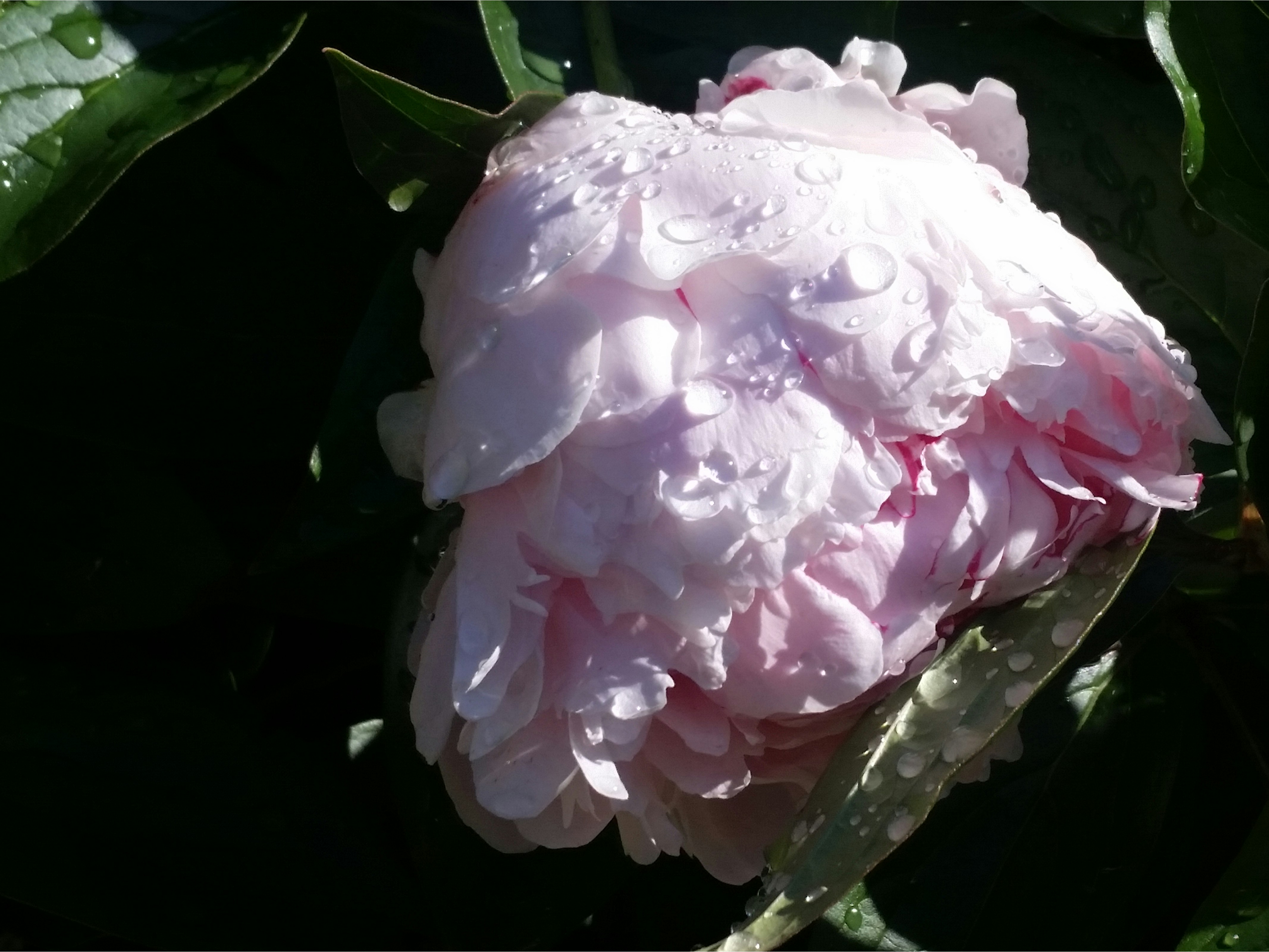 Free Unsplash photo from Sydney Wippman