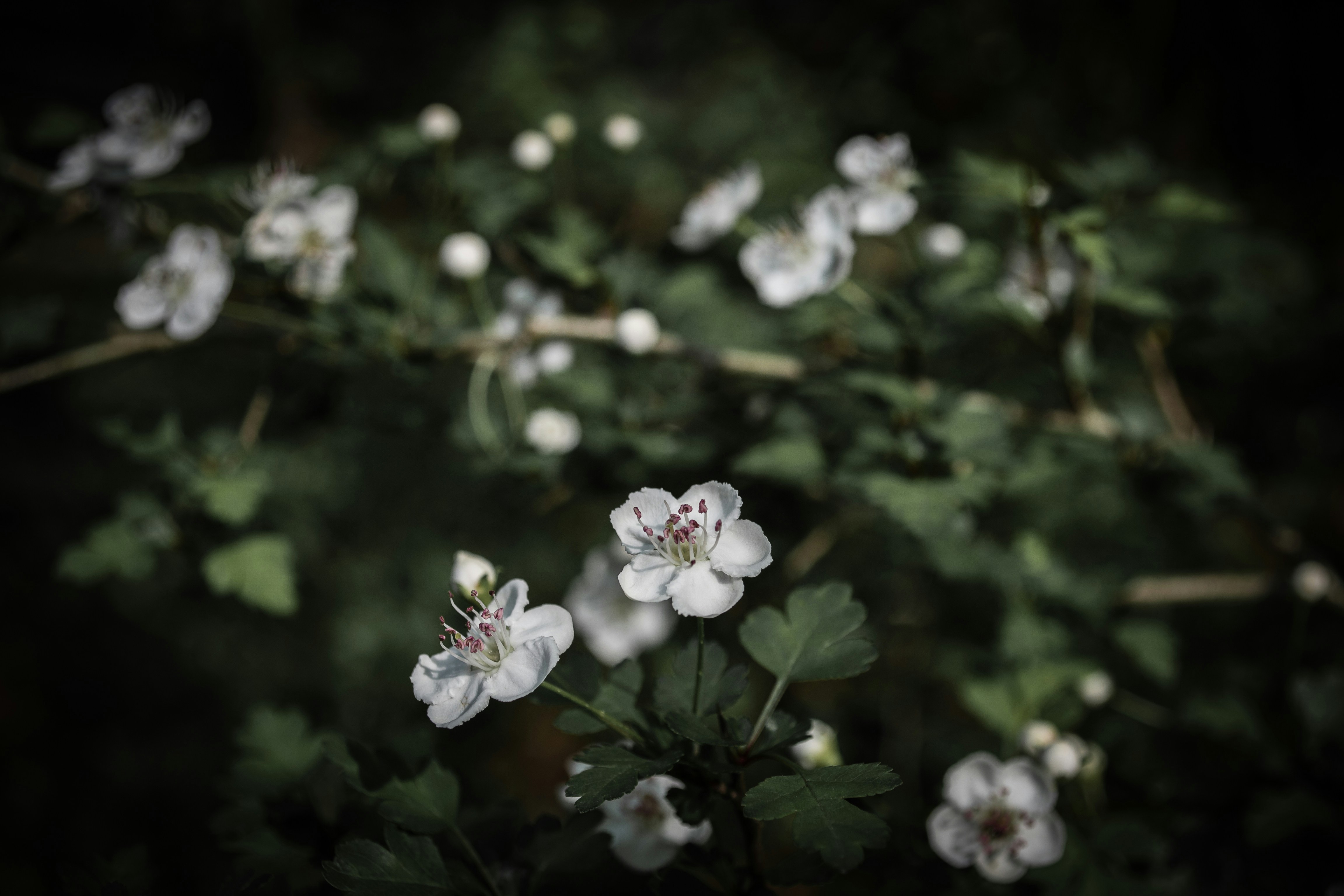 Free Unsplash photo from ara ghafoory