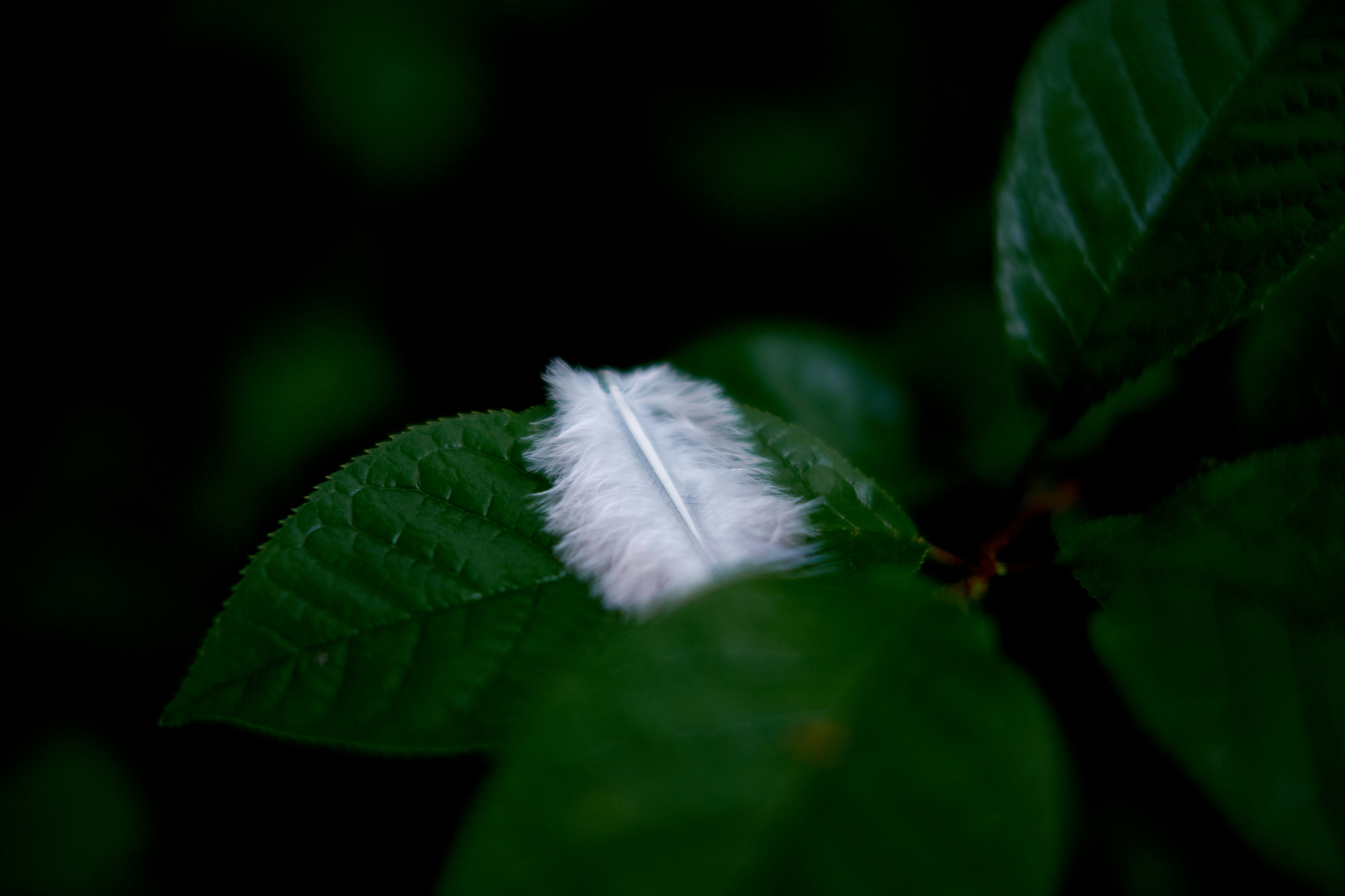 Free Unsplash photo from Thomas Millot