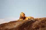 A majestic lion resting on a sunlit savannah hill under a clear blue sky.