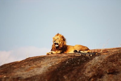 A majestic lion resting on a sunlit savannah plain under a bright blue sky.