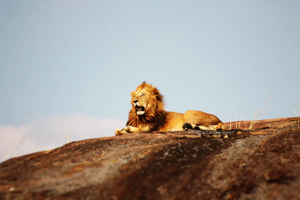 A wide shot of a lion resting atop a rocky outcrop under a clear blue sky.