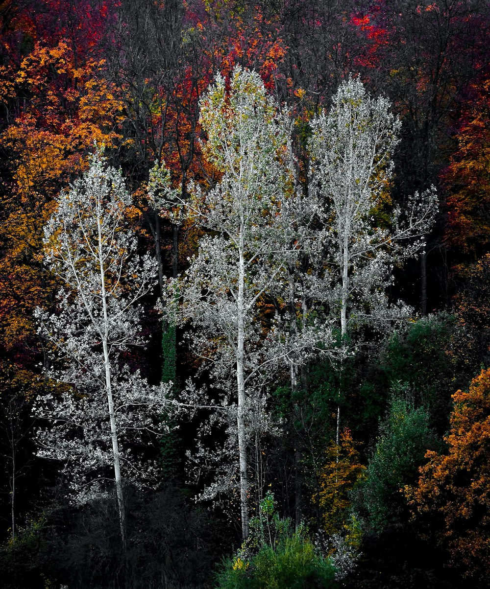 foto di alberi verdi