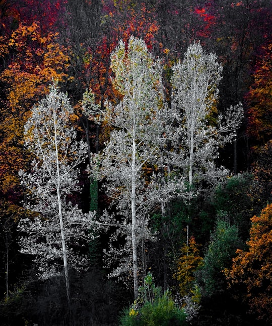 photo of Zürich Forest near Meggenhorn Castle