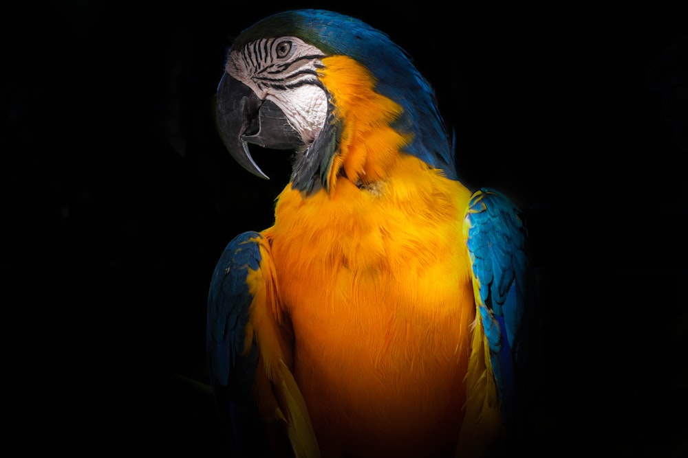 yellow and blue macaw