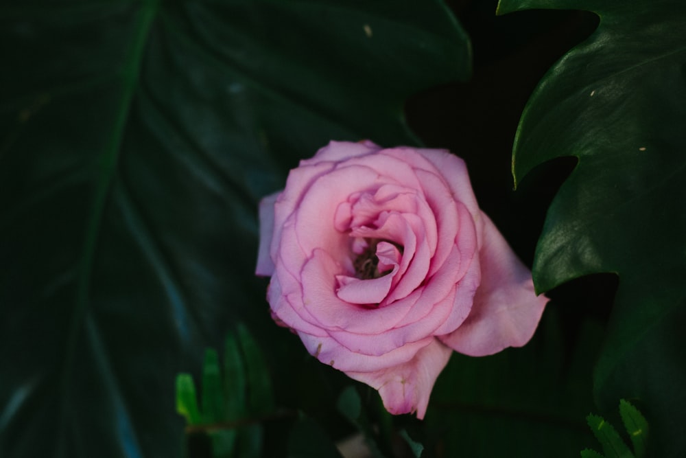 rosafarbene mehrblättrige Blume