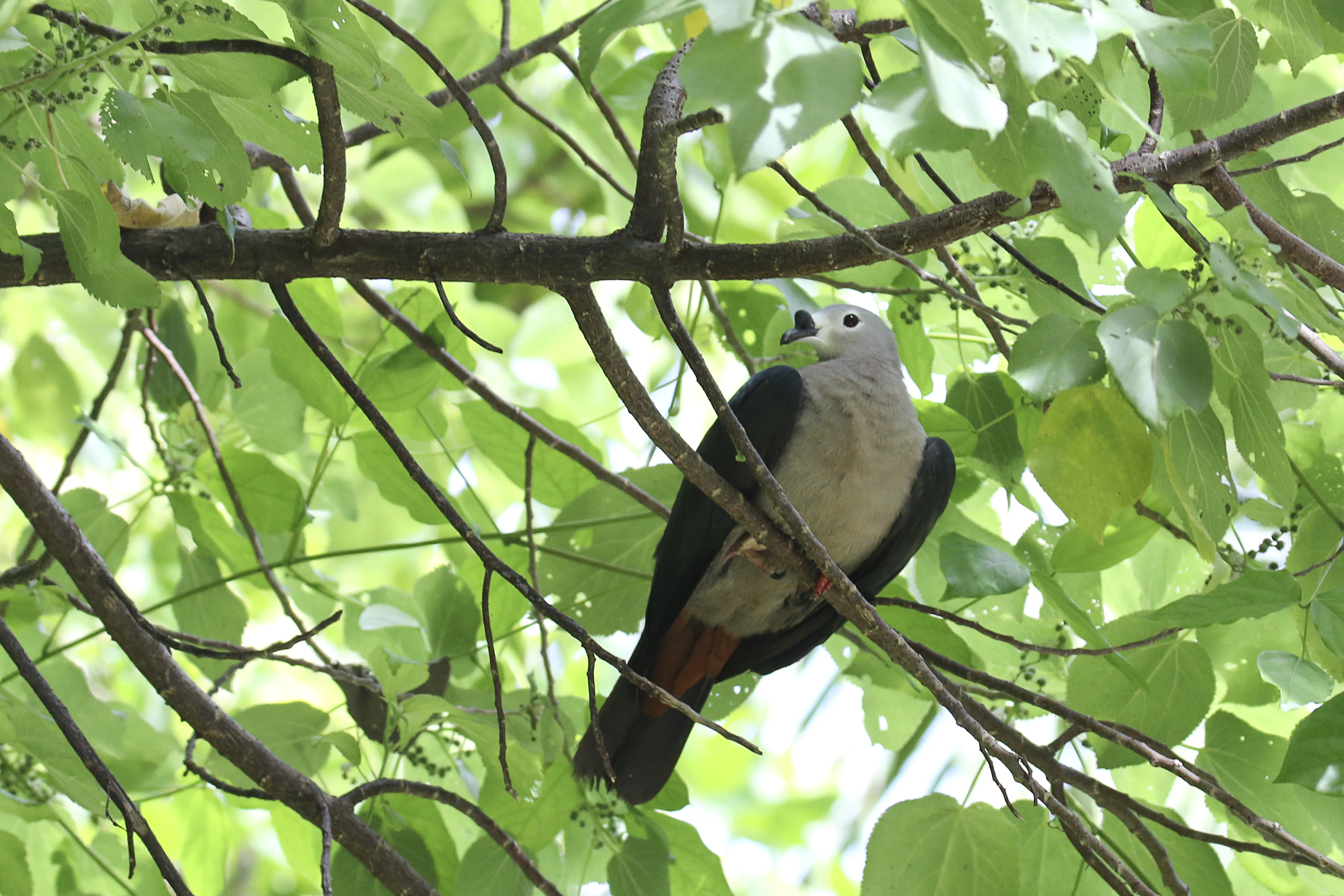 A Pacific imperial pigeon among green leaves on Atiu