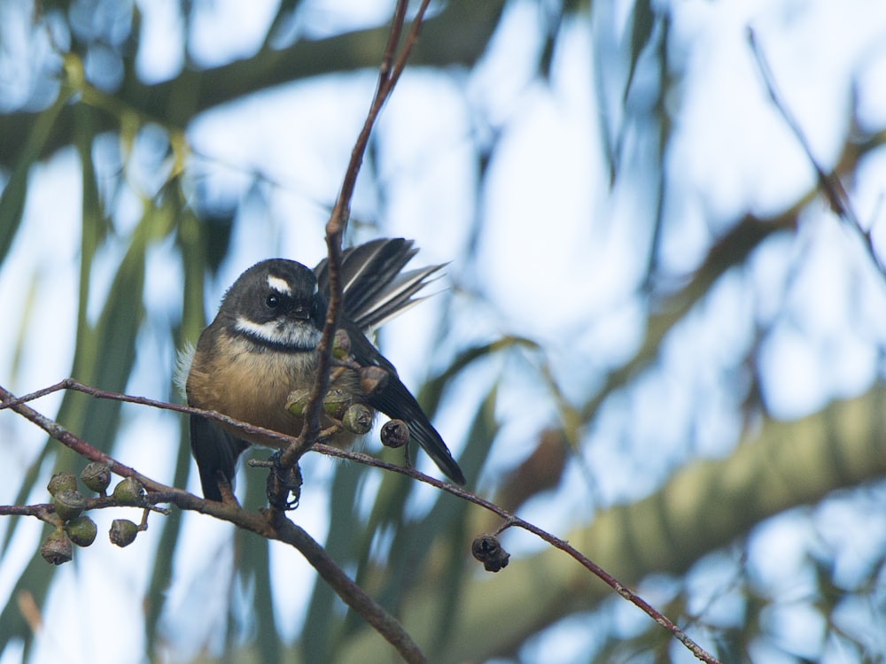 black and white bird on tree branch during daytime