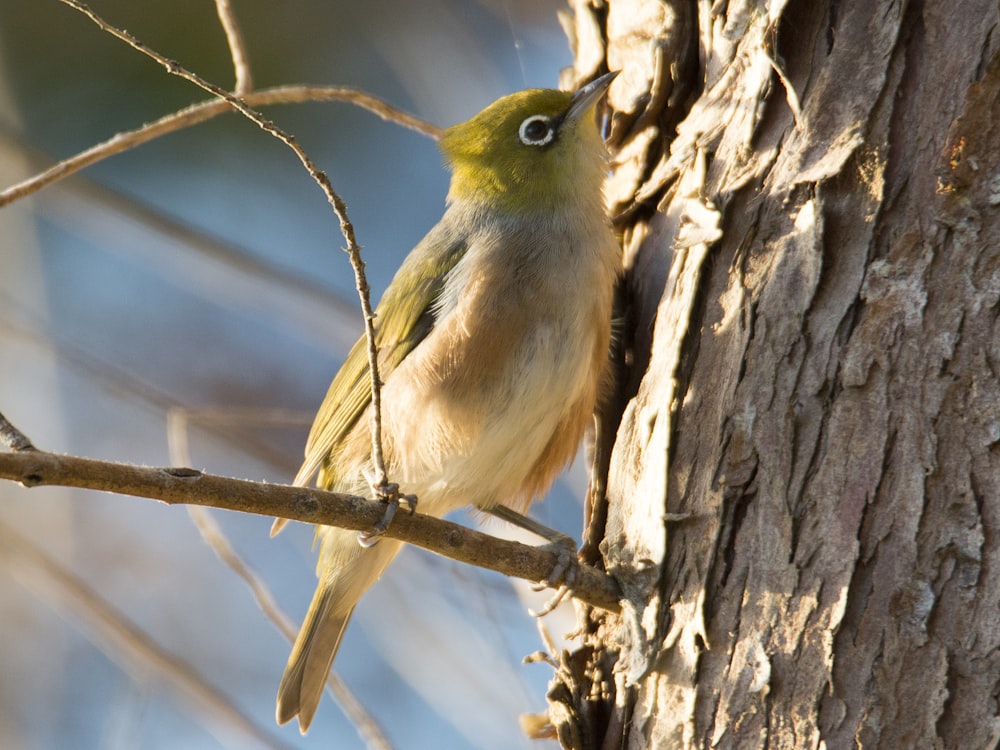 yellow bird on brown tree branch during daytime