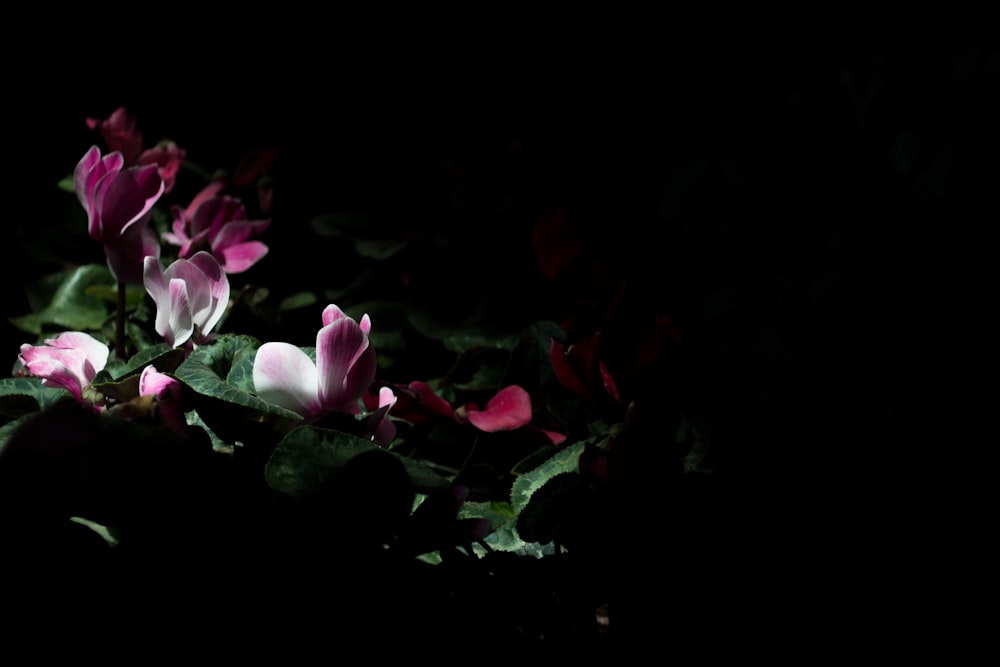 Fotografía con poca luz de flores rosadas