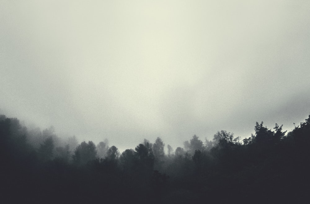 Photographie en niveaux de gris d’arbres