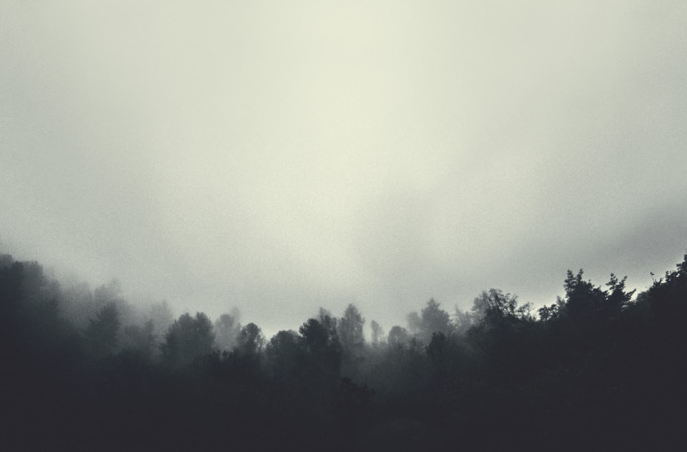 fotografia in scala di grigi di alberi