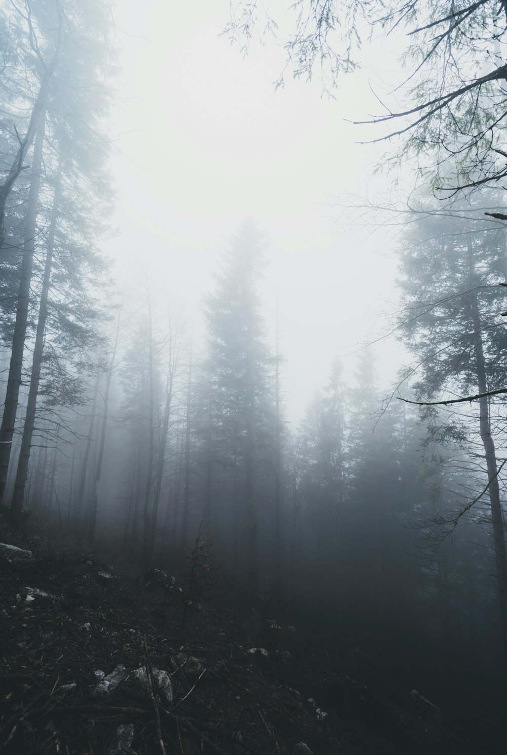 forest trees with smoke fog