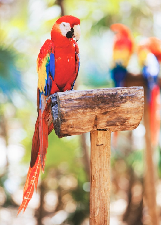 scarlet macaw in Xcaret Mexico