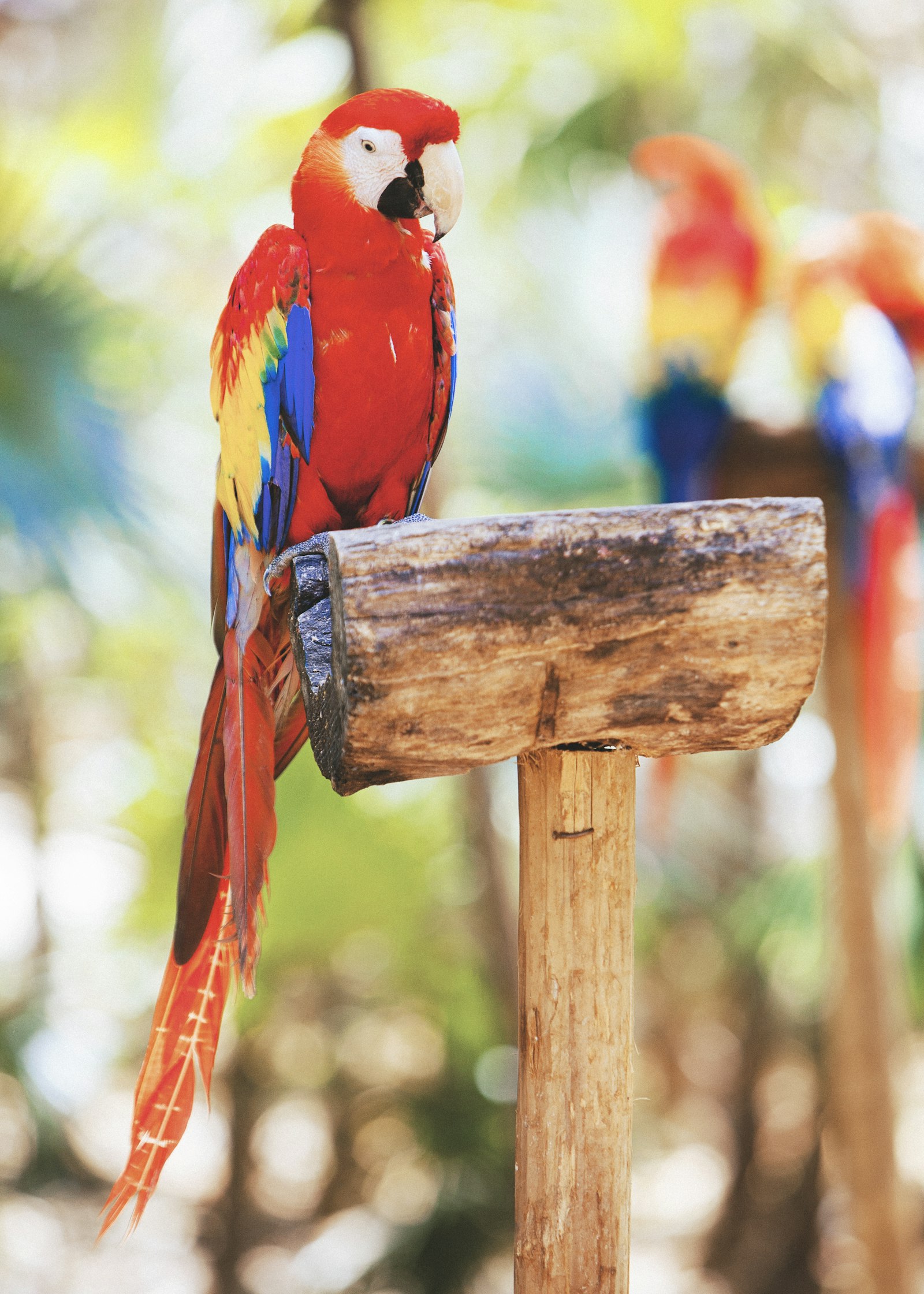 Canon EOS-1Ds Mark III + Canon EF 70-200mm F2.8L IS USM sample photo. Scarlet macaw photography