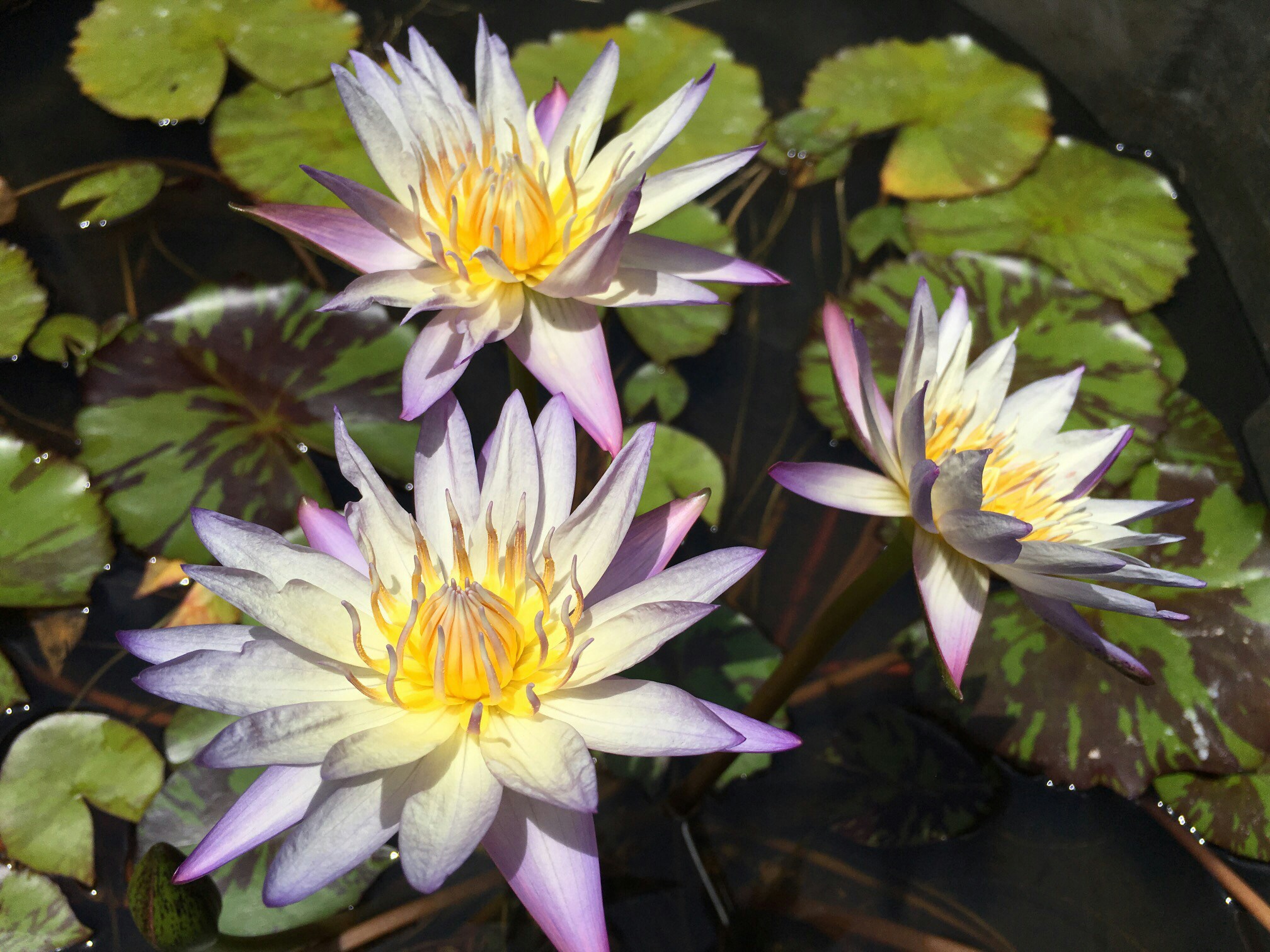 Free Unsplash photo from Lorenzo Caum