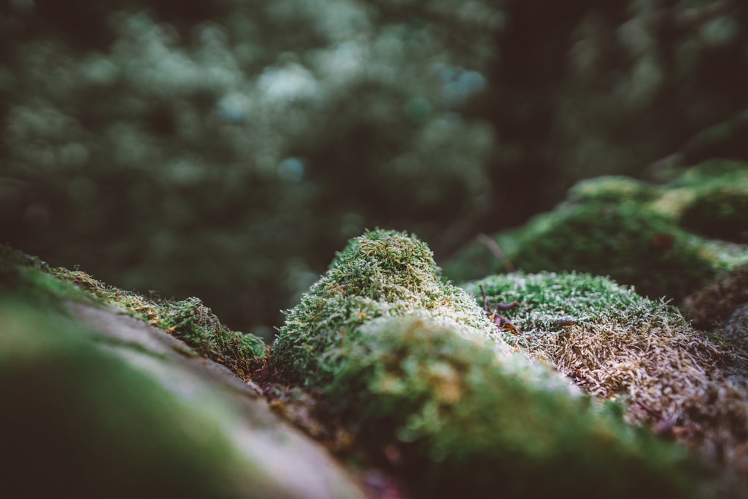 selective focus of green moss on soil