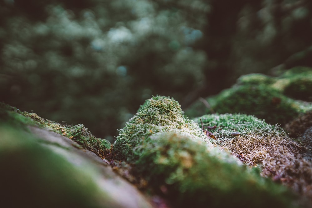 selective focus of green moss on soil