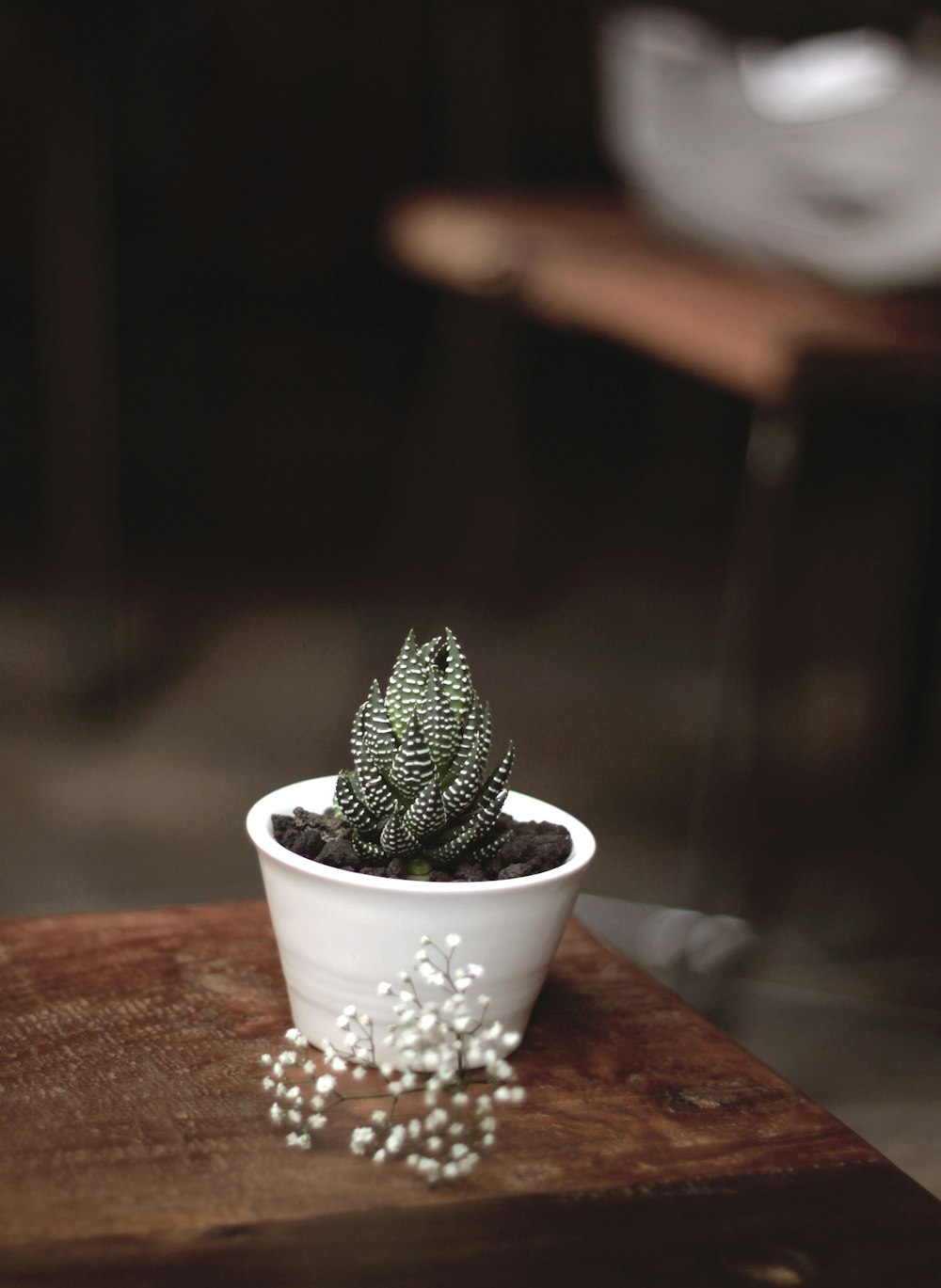 plante serpent vert sur vase blanc