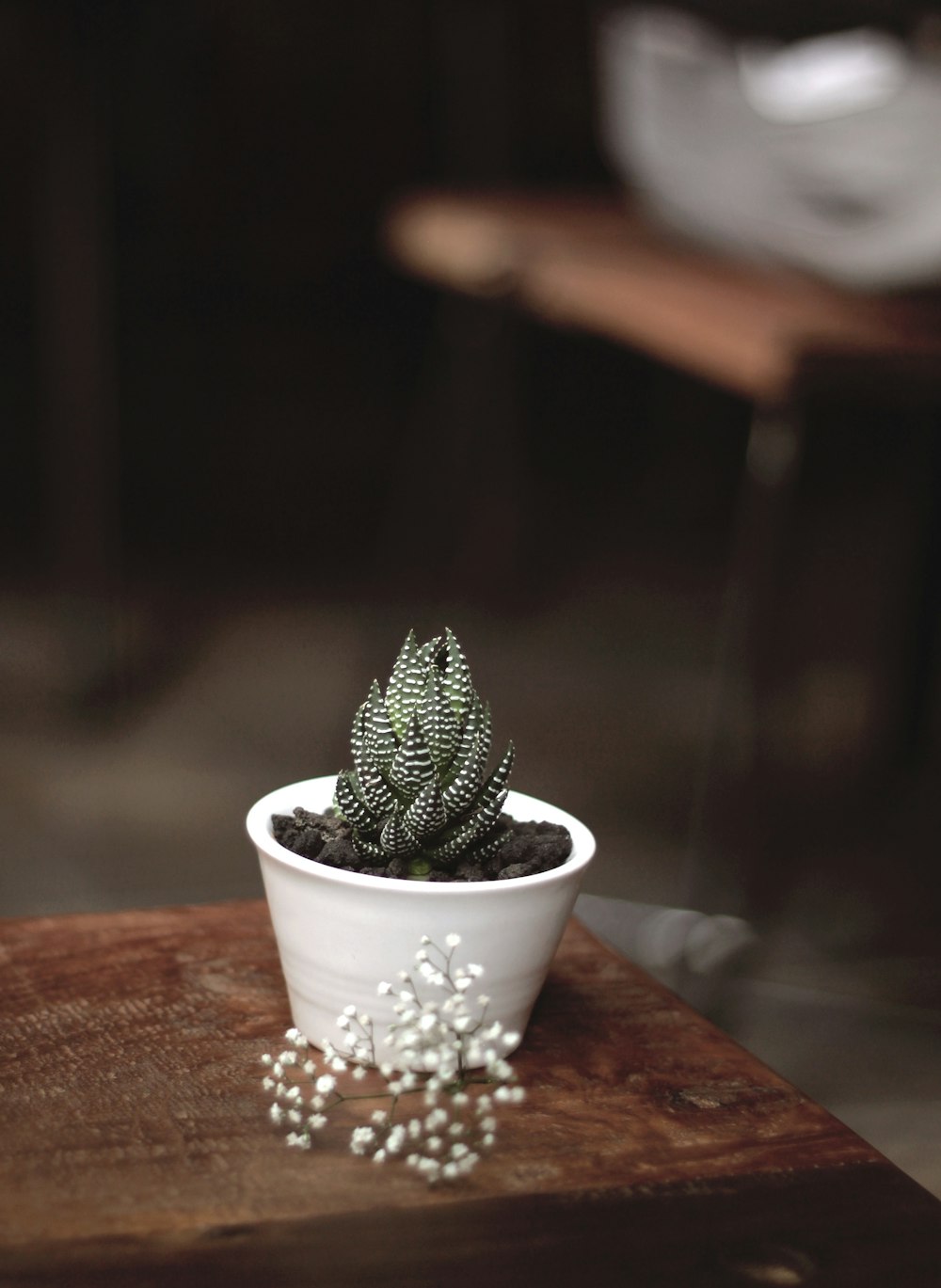 green snake plant on white vase