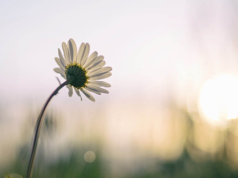 Selektive Fokusfotografie von weißem Gänseblümchen