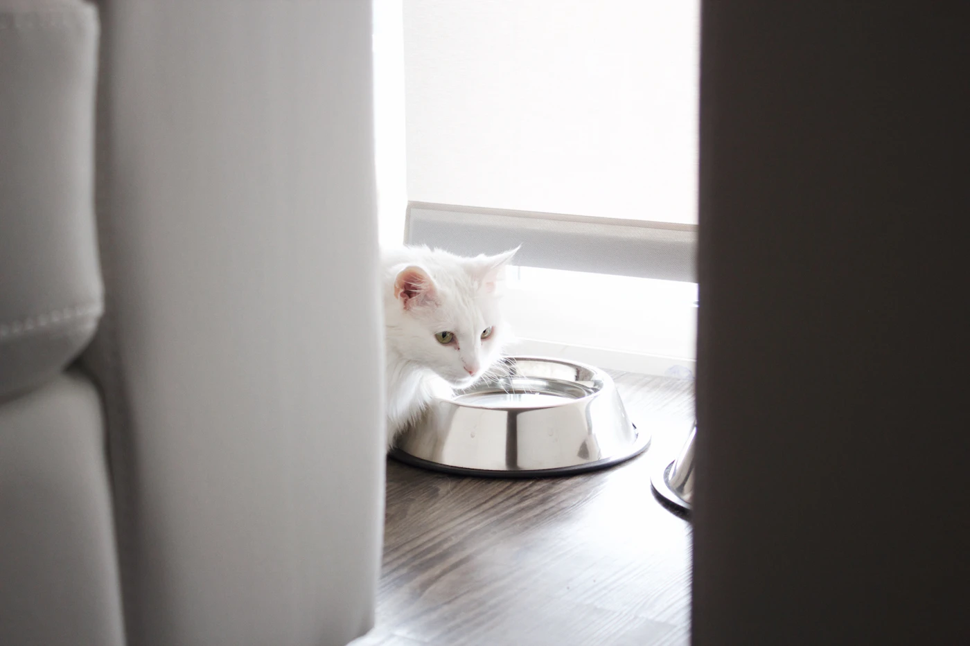 White cat at a stainless steel bowl in a warm interior