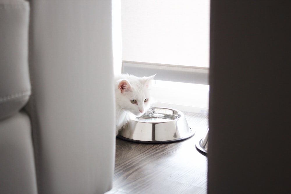 Chat blanc sur bol en acier inoxydable pour animaux de compagnie