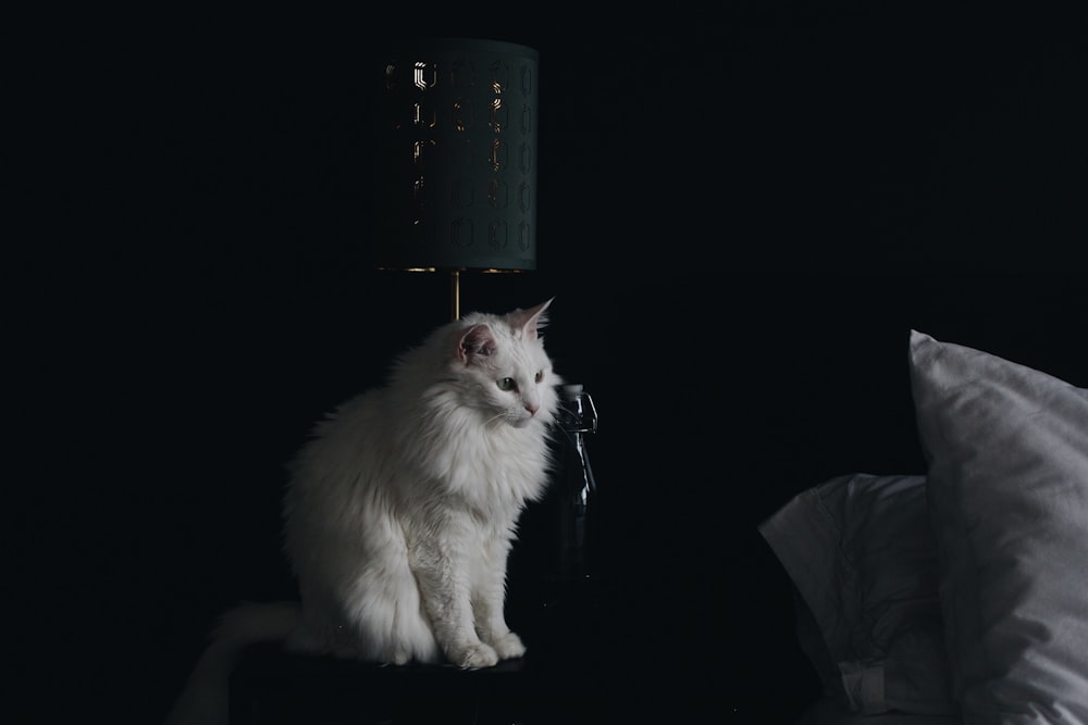 white cat on black surface