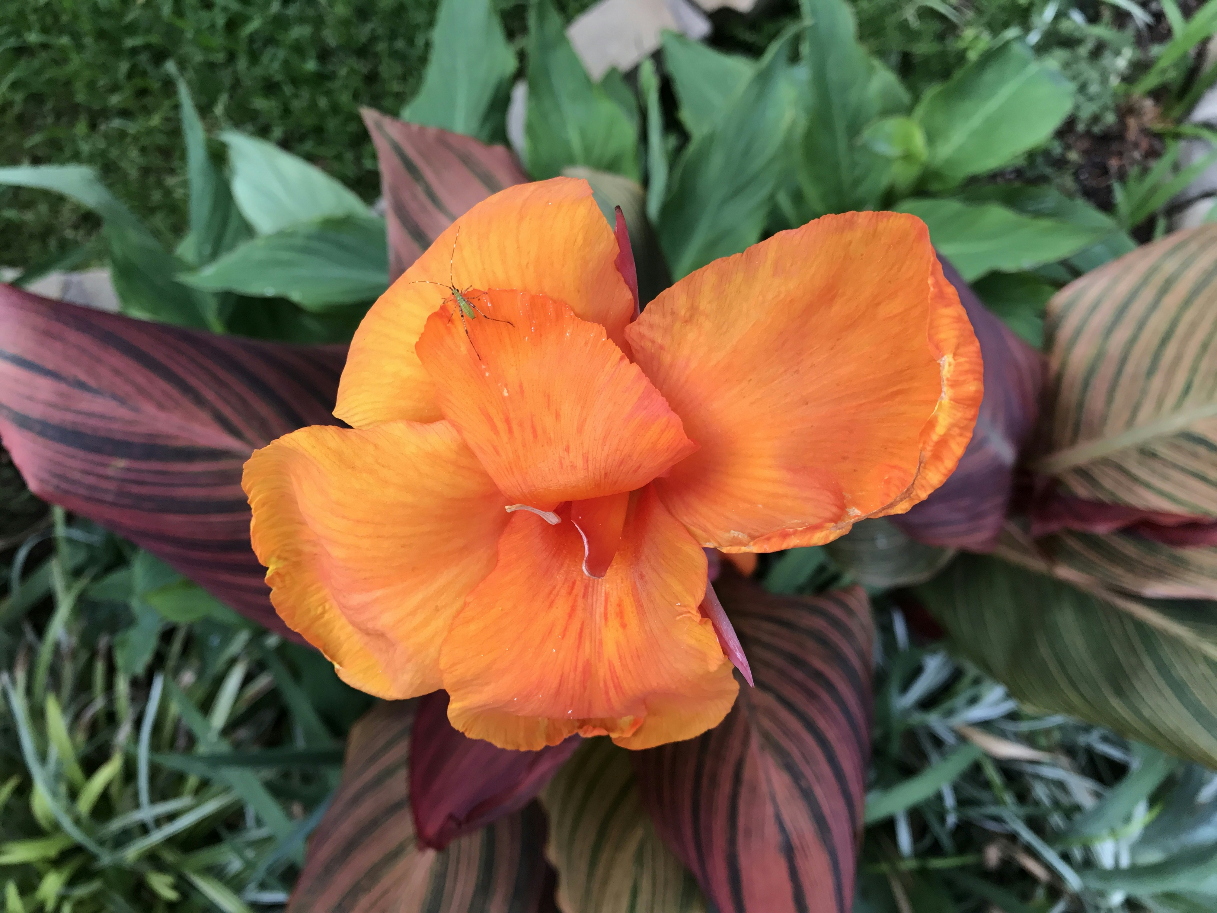 Free Unsplash photo from gotafli