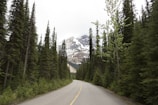 curved road in between pine forests