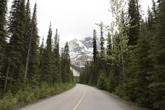 curved road in between pine forests