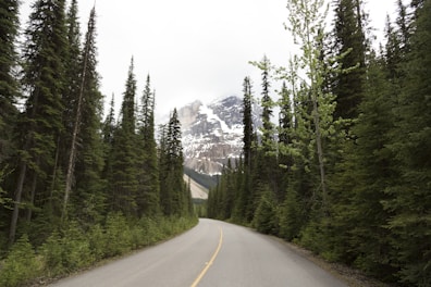 curved road in between pine forests