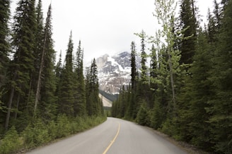 curved road in between pine forests