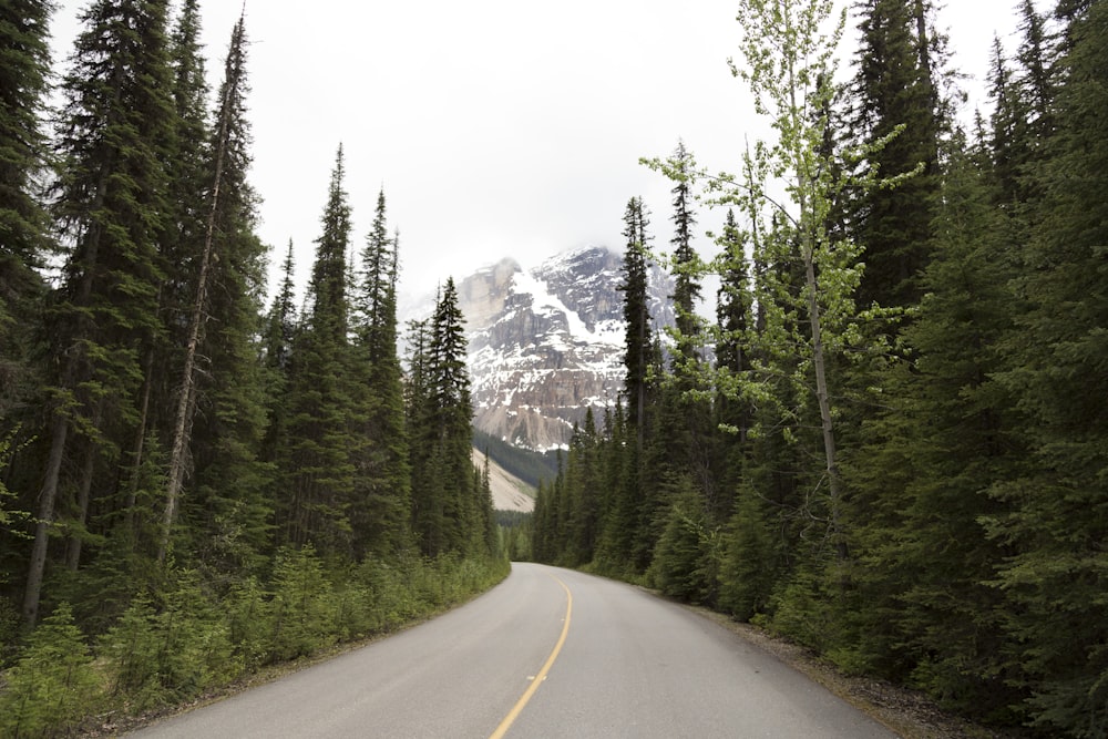 curved road in between pine forests