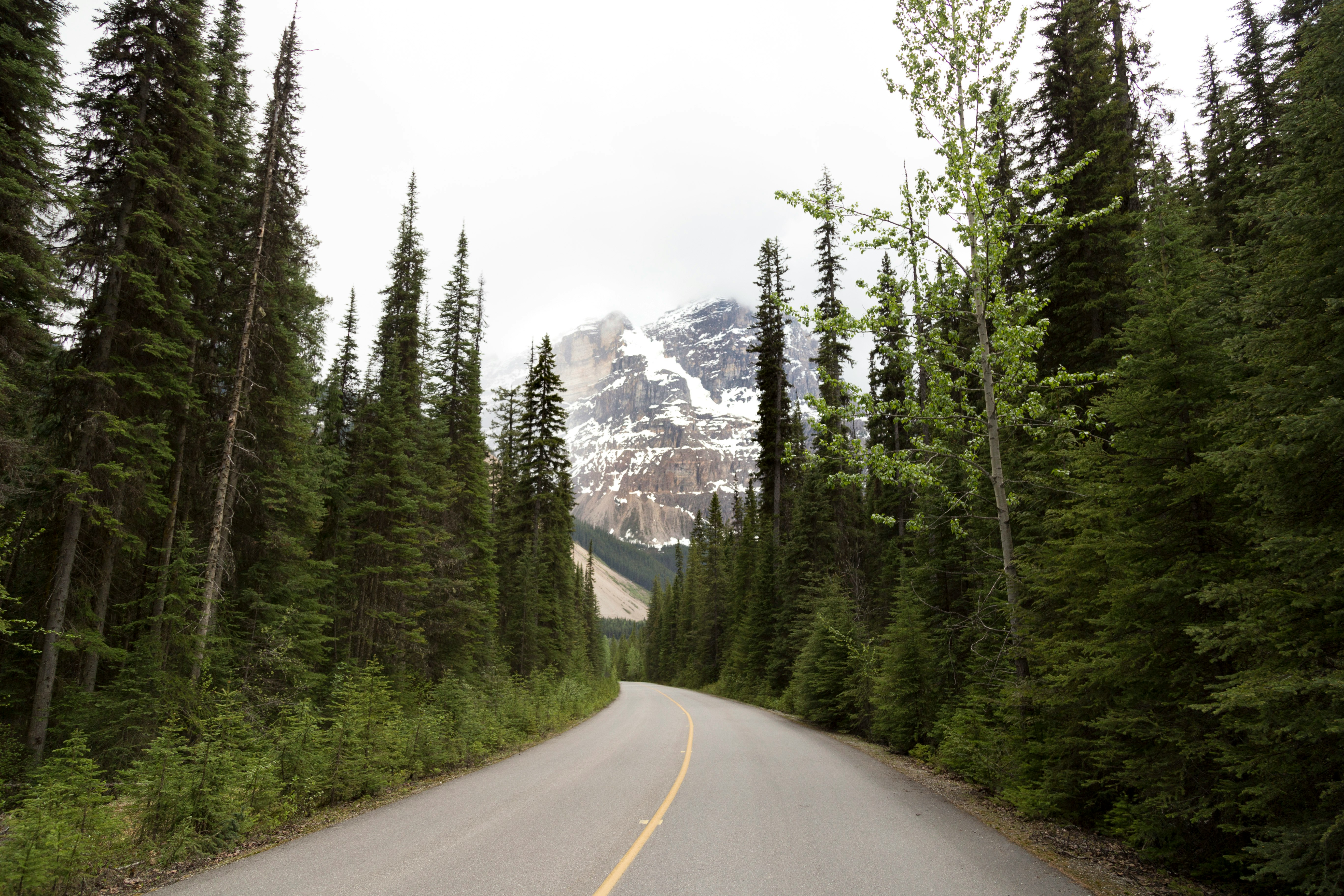 curved road in between pine forests