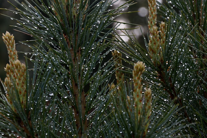 The Timeless Allure of Evergreen Plants