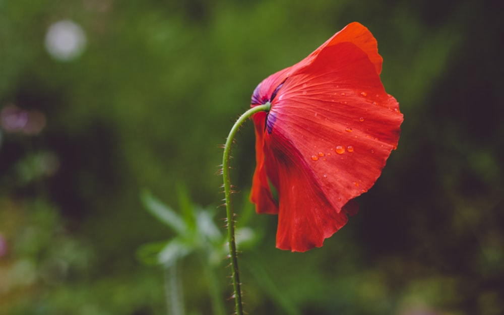 赤い花びらの花