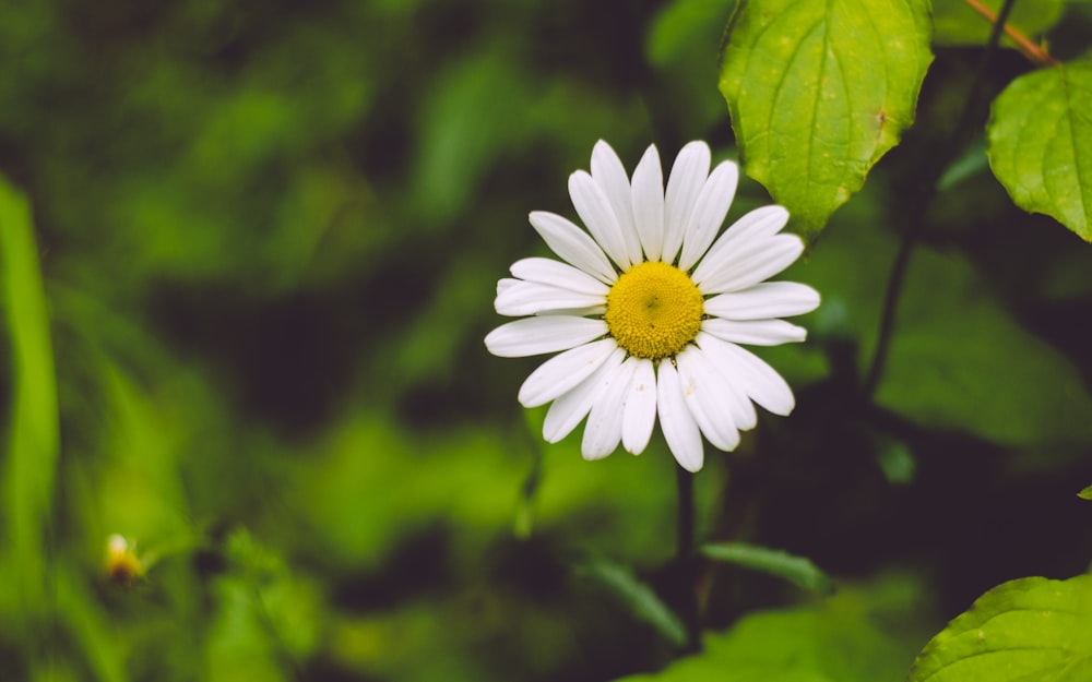 Foto de flor de margarita blanca