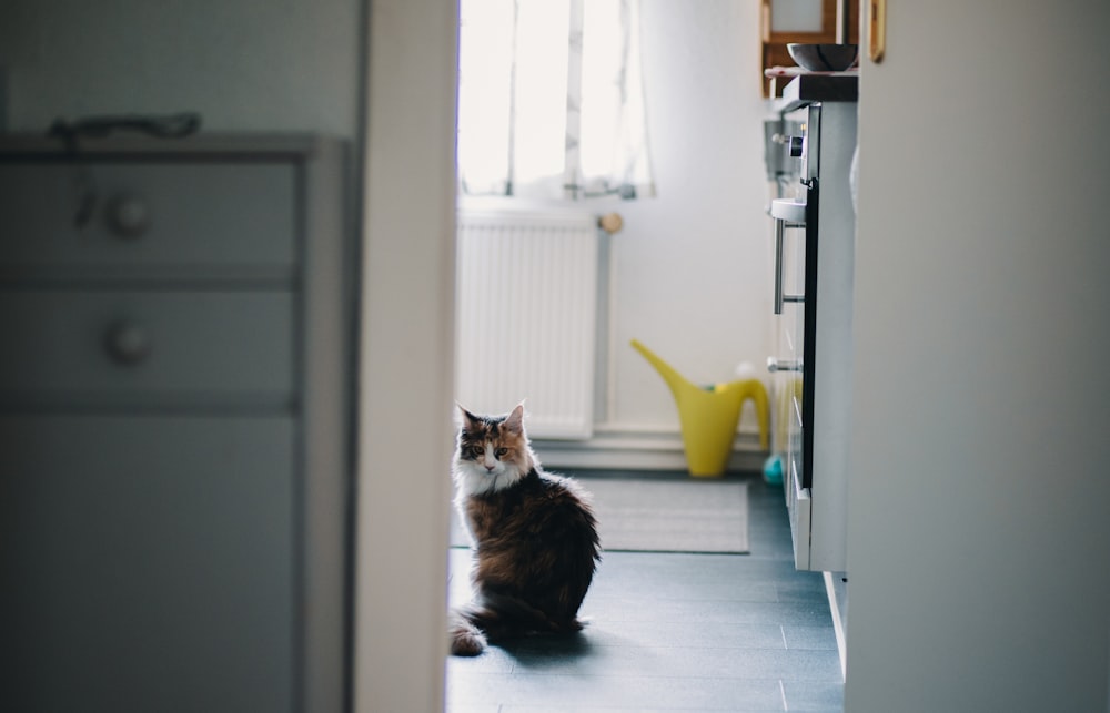 black and white cat near white cabinet