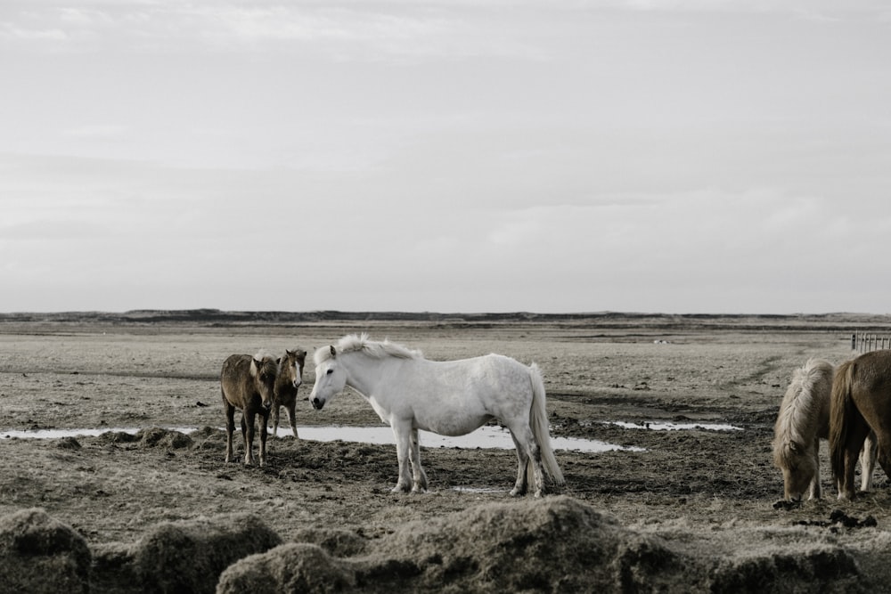 brown and white horses grazing on grass field