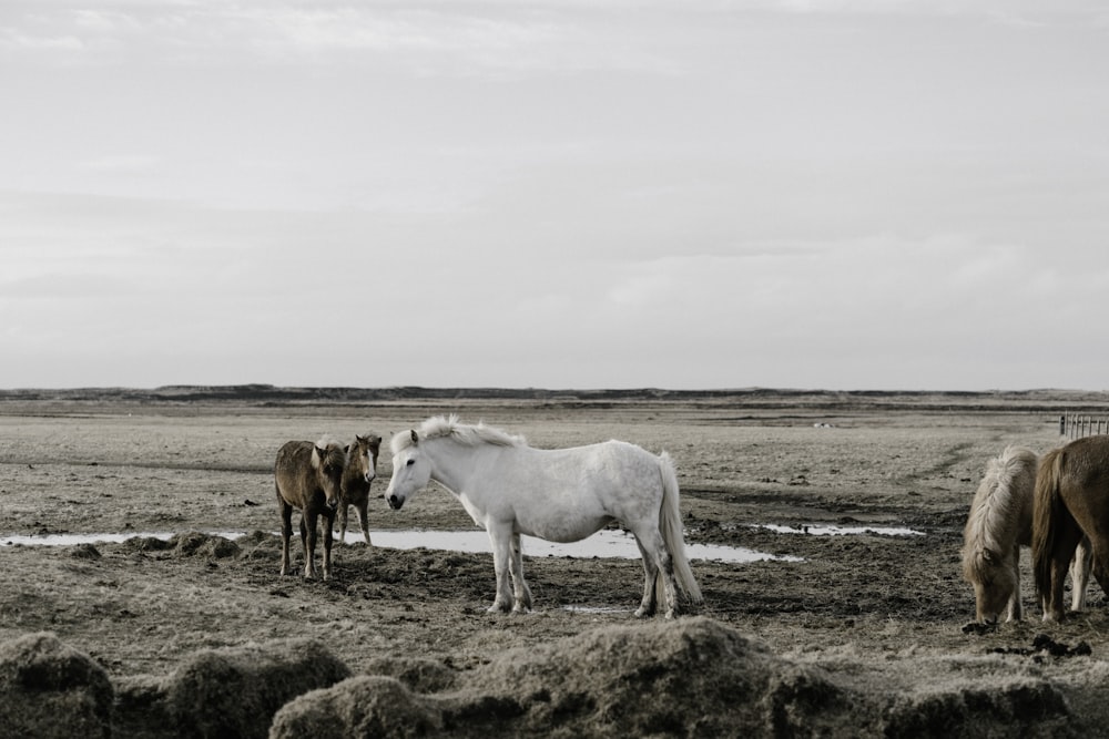 Braune und weiße Pferde grasen auf der Wiese