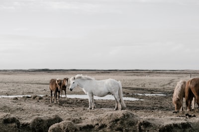 brown and white horses grazing on grass field pony zoom background