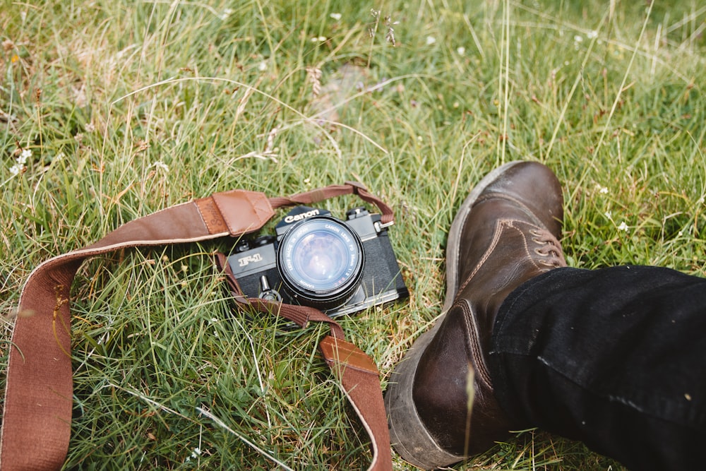 black MILC on green grass