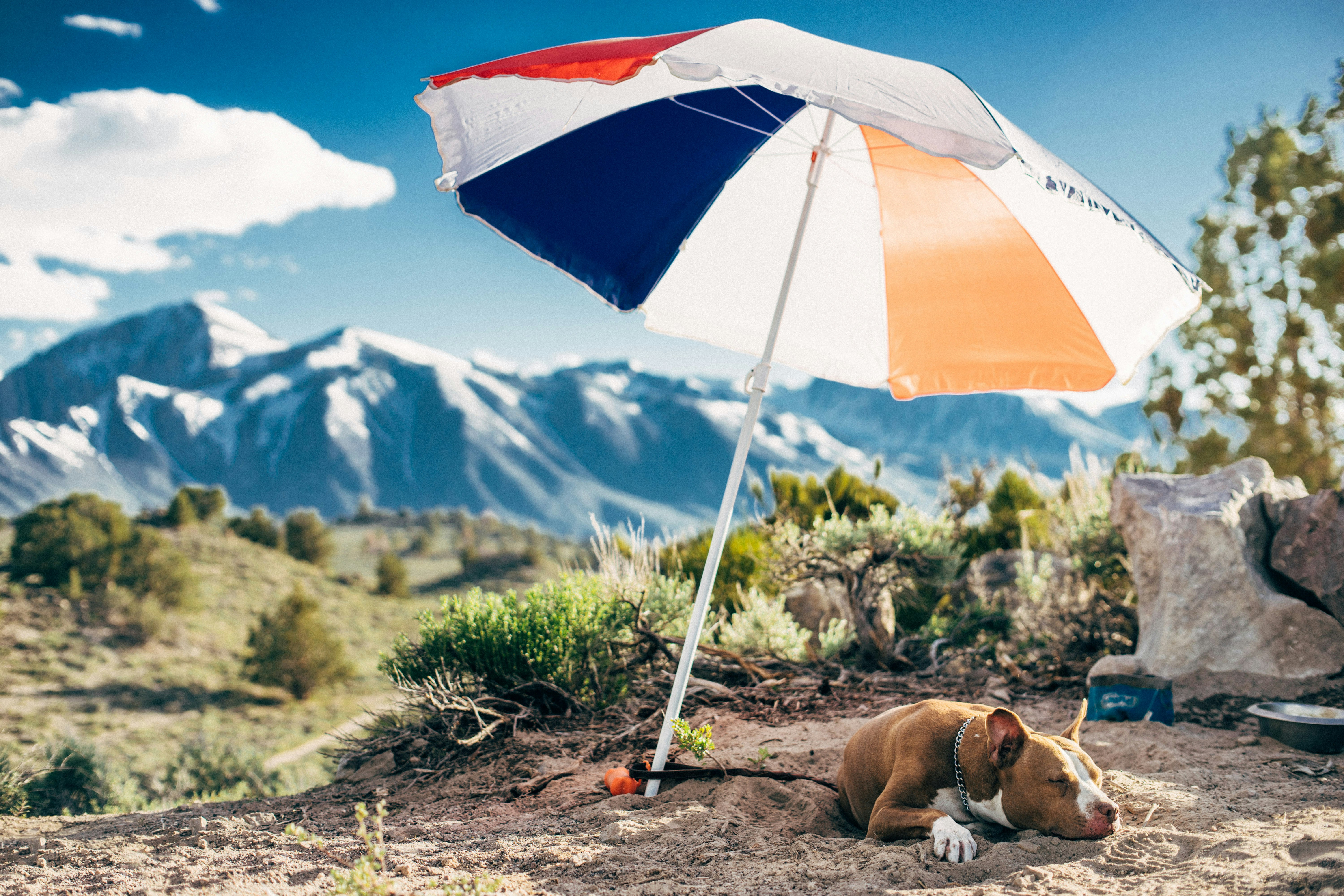 brown dog lying on gray sand