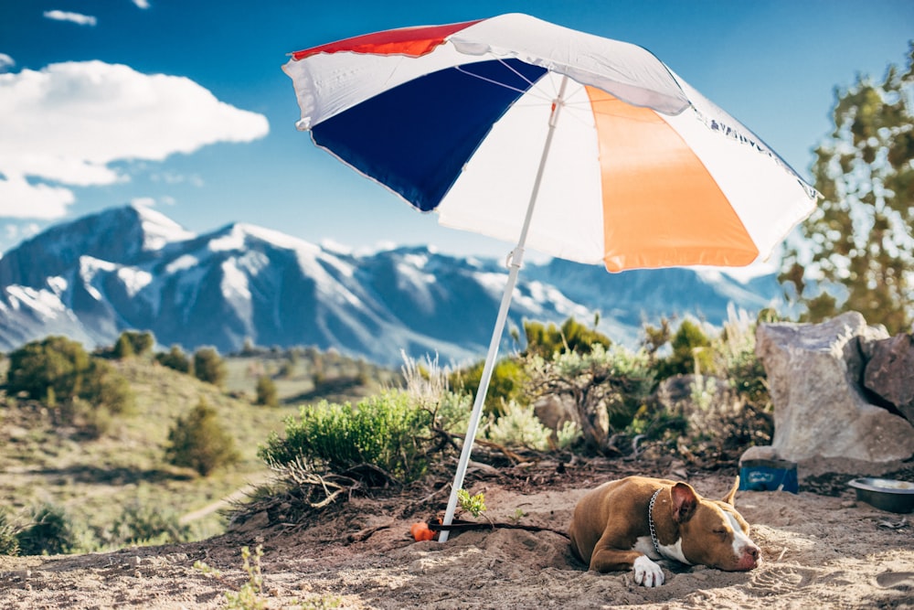 brauner Hund, der auf grauem Sand liegt