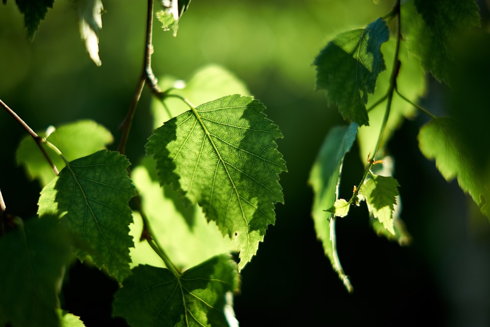 foto de closeup da folha verde