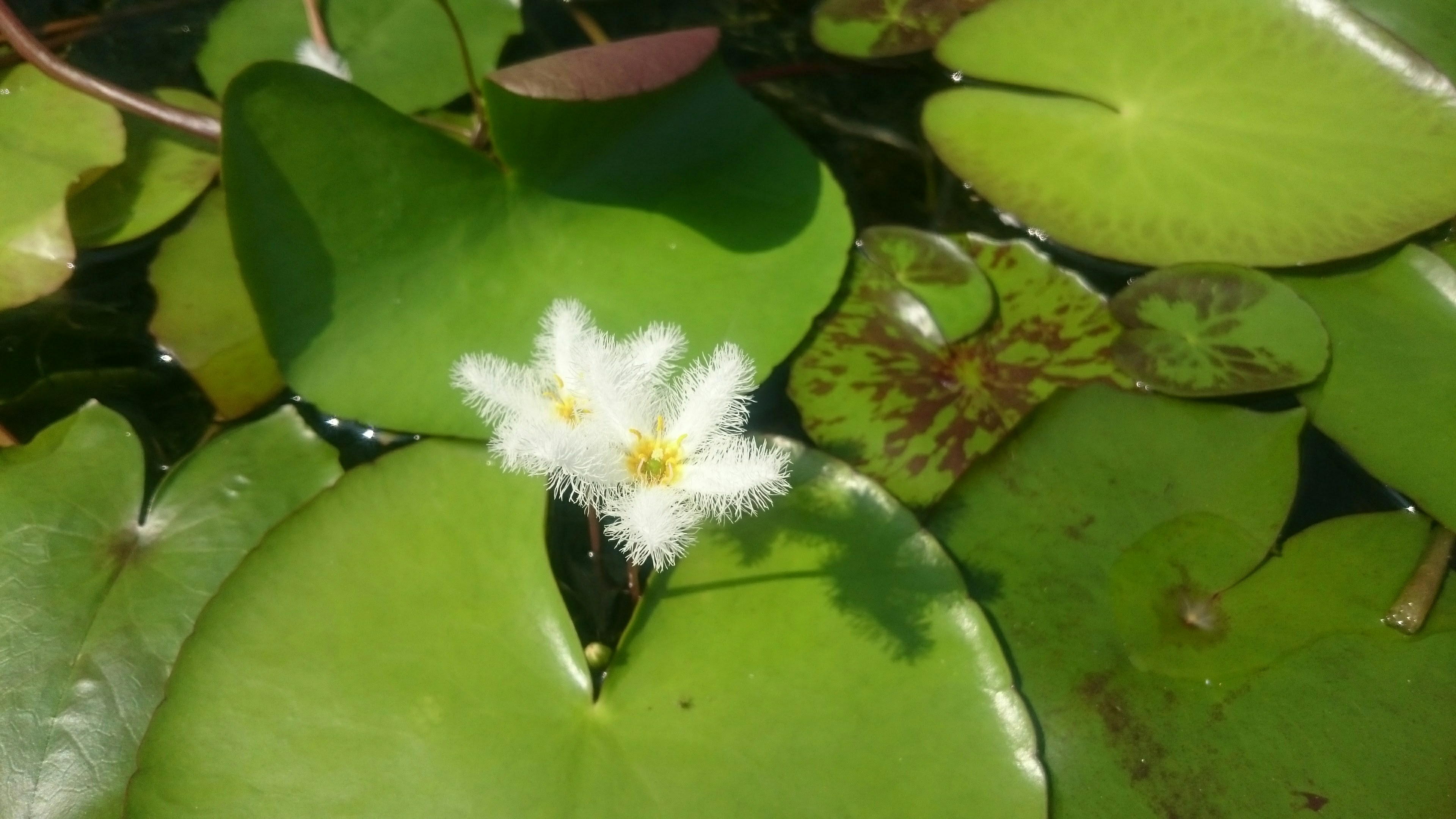 Free Unsplash photo from Peyrong Yang