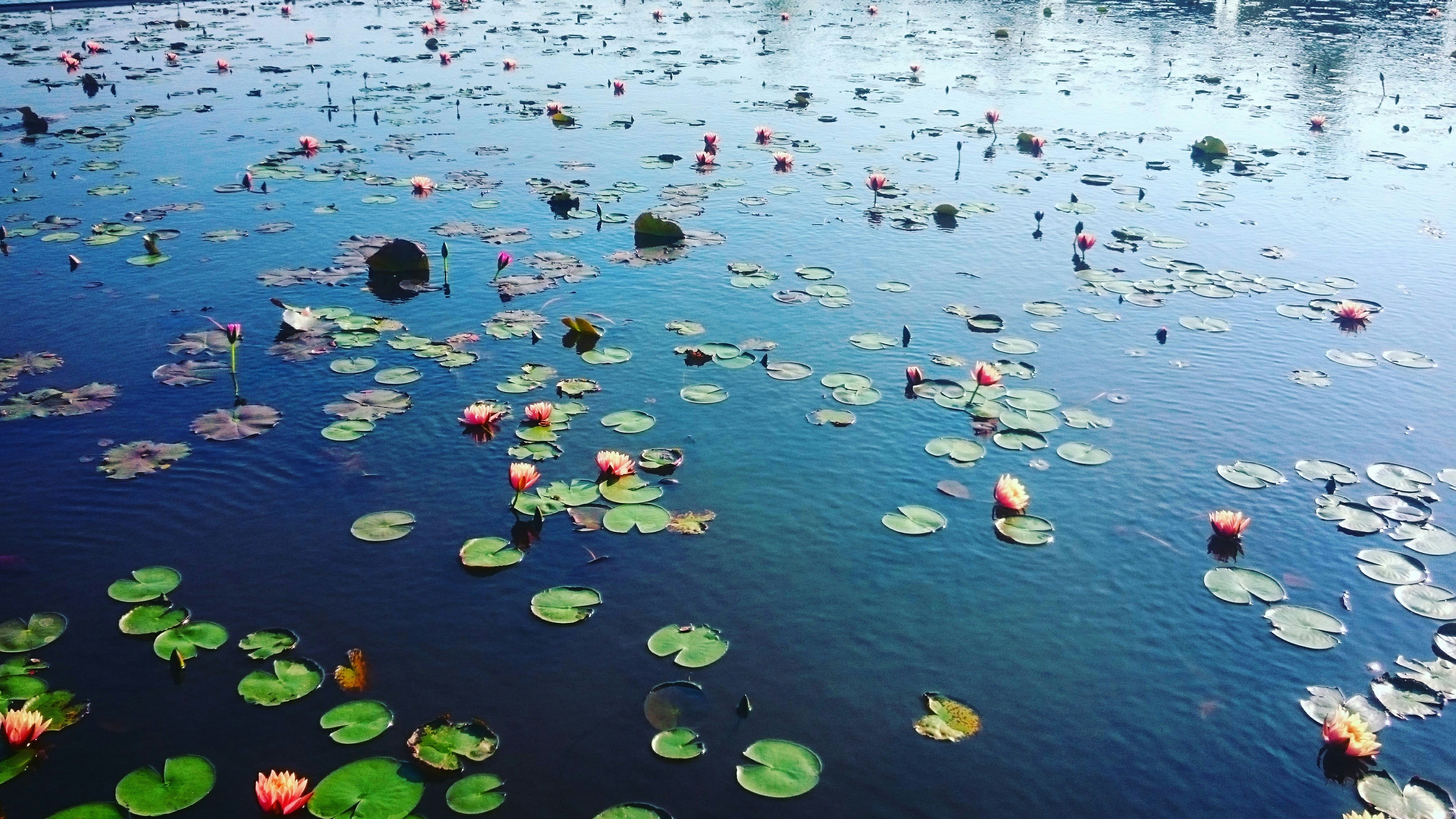 Free Unsplash photo from Peyrong Yang