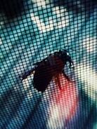 A close-up view of a grid or mesh screen with a large insect, possibly a cicada, clinging to the screen. The focus is on the insect, highlighted by a mix of light and shadow. The background appears blurred with shades of blue and red, adding depth to the scene.